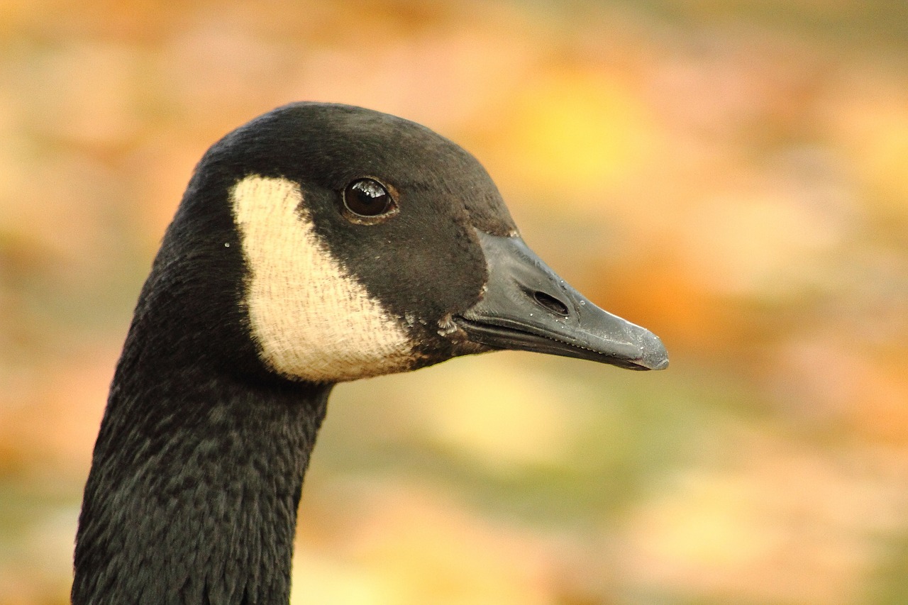 Kanados Žąsis, Branta Canadensis, Žąsis, Naminiai Paukščiai, Vandens Paukštis, Paukštis, Gyvūnai, Gamta, Galva, Portretas