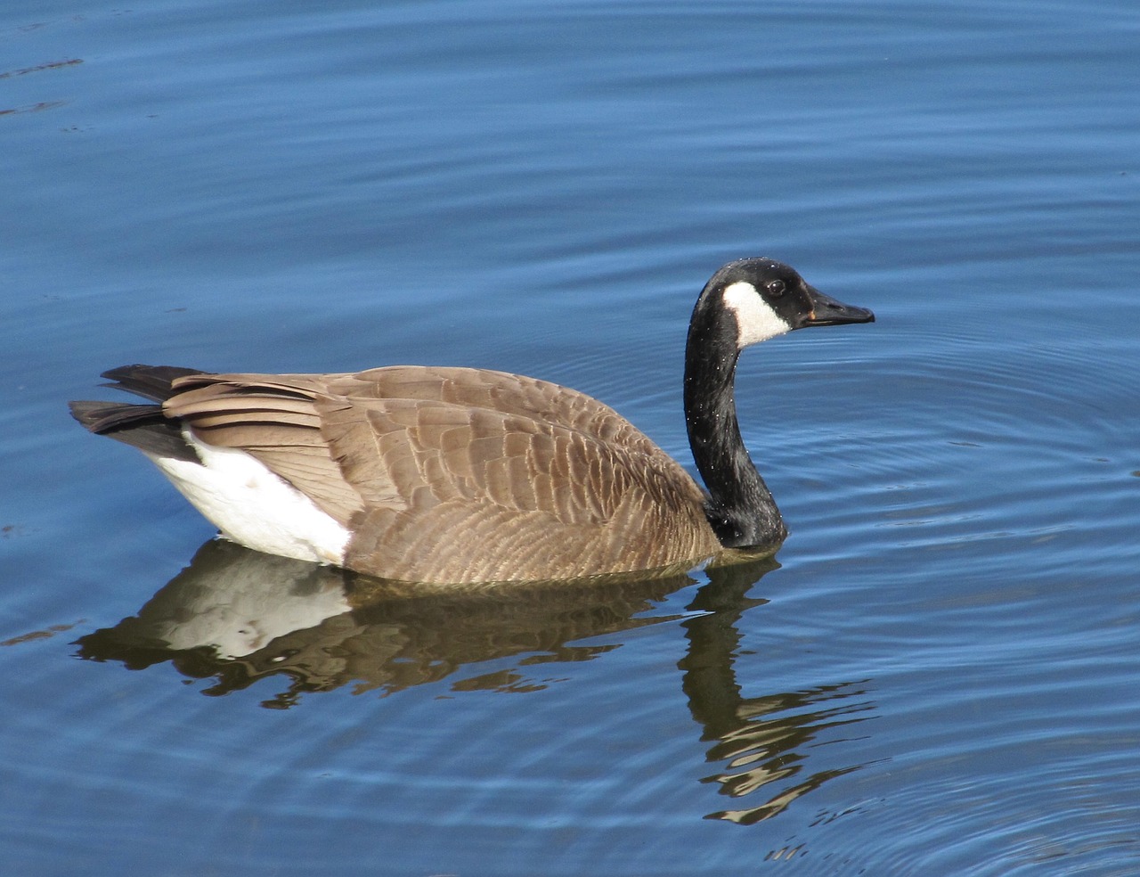 Kanados Žąsis, Maudytis, Branta Canadensis, Vandens Paukščiai, Plunksnos, Žąsys, Paukštis, Paukštis, Ežeras, Ornitologija