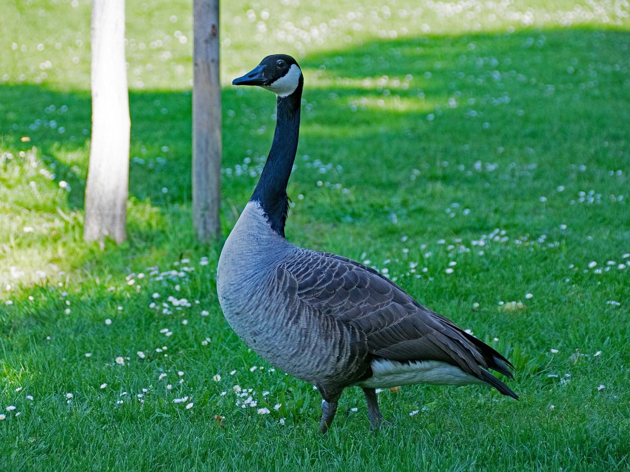 Kanados Žąsis, Žąsis, Branta, Canadensis, Kanados Žąsys, Paukštis, Paukščiai, Gyvūnai, Gyvūnų Pasaulis, Dykuma