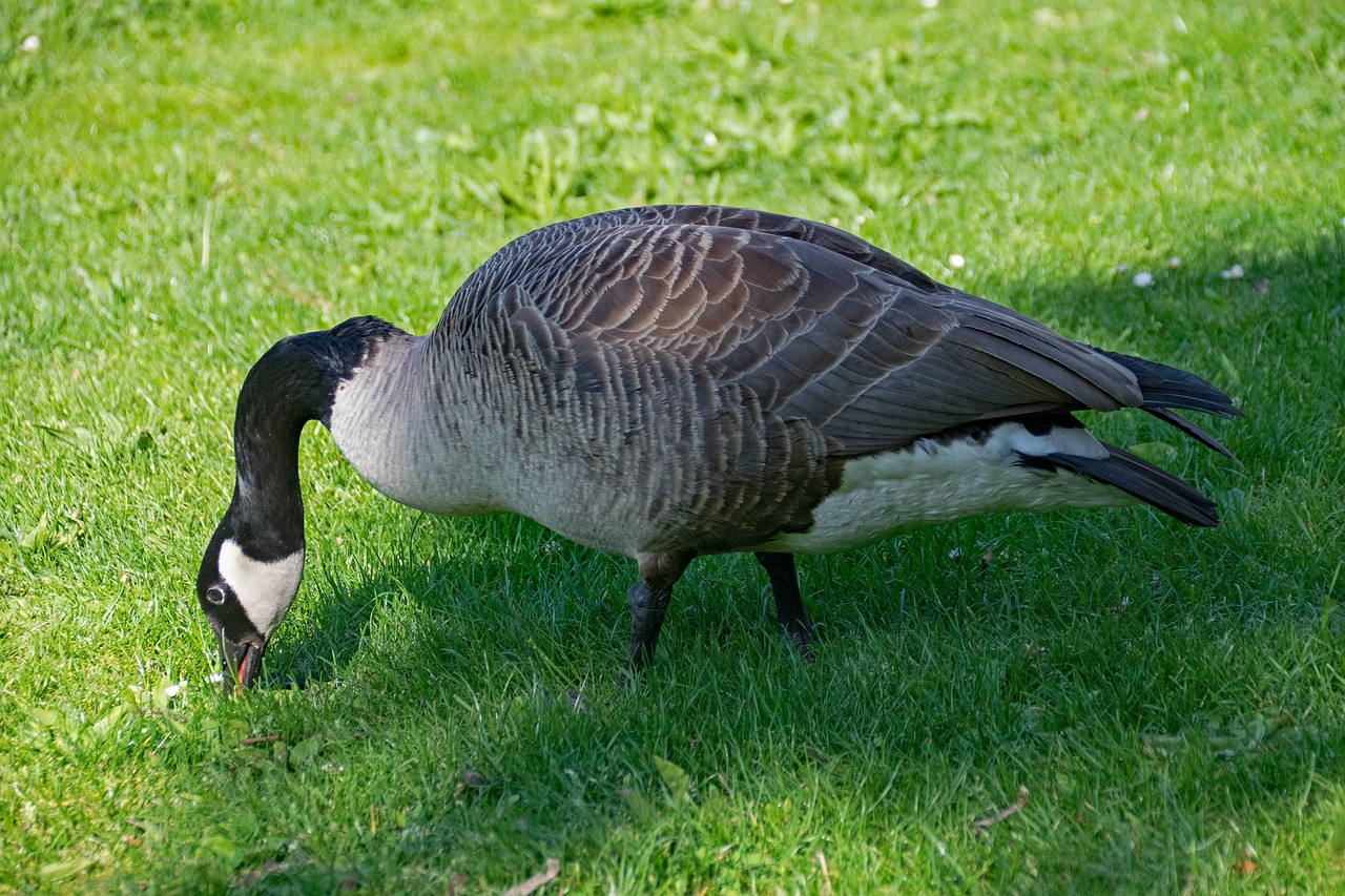 Kanados Žąsis, Žąsis, Branta, Canadensis, Kanados Žąsys, Paukštis, Paukščiai, Gyvūnai, Gyvūnų Pasaulis, Dykuma