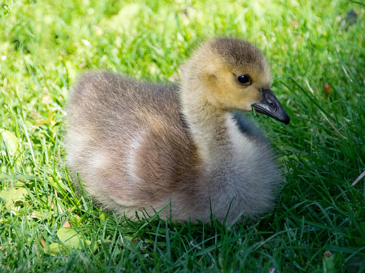 Kanados Žąsis, Žąsis, Branta, Canadensis, Kanados Žąsys, Gaensekuecken, Vištiena, Paukštis, Paukščiai, Gyvūnai