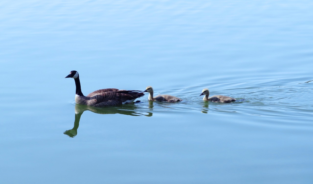 Kanados Žąsis, Kanados Žąsys, Goslings, Vandens Paukščiai, Gyvūnas, Laukinė Gamta, Vanduo, Mėlynas, Tvenkinys, Paukščiai