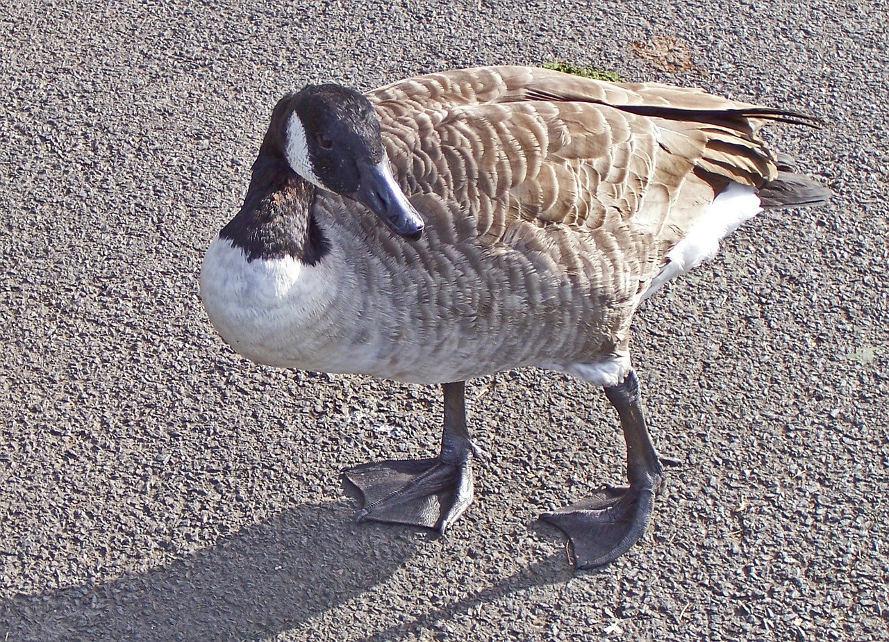 Kanados Žąsis, Paukštis, Branta Canadensis, Branta, Paukščių Paukštis, Didelis, Plunksnos, Veidas, Plėvėtos Pėdos, Iš Arti