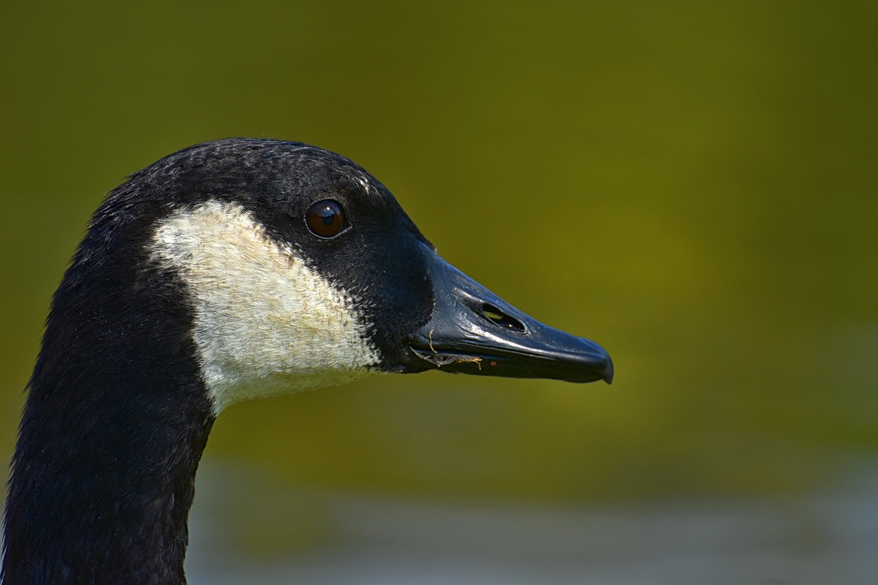 Kanada Žąsų,  Branta Canadensis,  Laukinių Paukščių,  Pobūdį,  Vanduo Paukštis,  Gyvūnai,  Gyvūnijos Pasaulyje,  Laukinių Žąsų,  Plunksnos,  Naminių Paukščių