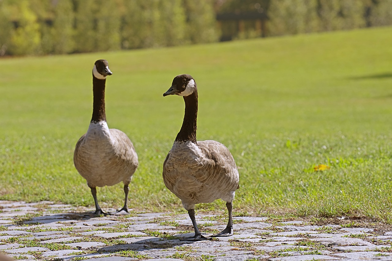 Kanada Žąsų,  Branta Canadensis,  Laukinių Paukščių,  Pobūdį,  Vanduo Paukštis,  Gyvūnai,  Gyvūnijos Pasaulyje,  Laukinių Žąsų,  Plunksnos,  Naminių Paukščių