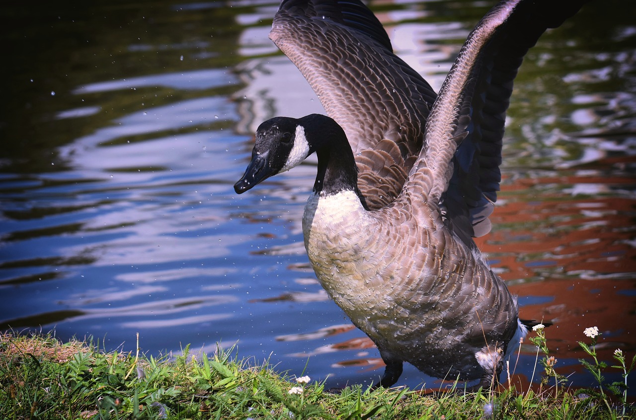 Kanada Žąsų,  Branta Canadensis,  Laukinių Paukščių,  Pobūdį,  Vanduo Paukštis,  Gyvūnai,  Gyvūnijos Pasaulyje,  Laukinių Žąsų,  Plunksnos,  Naminių Paukščių