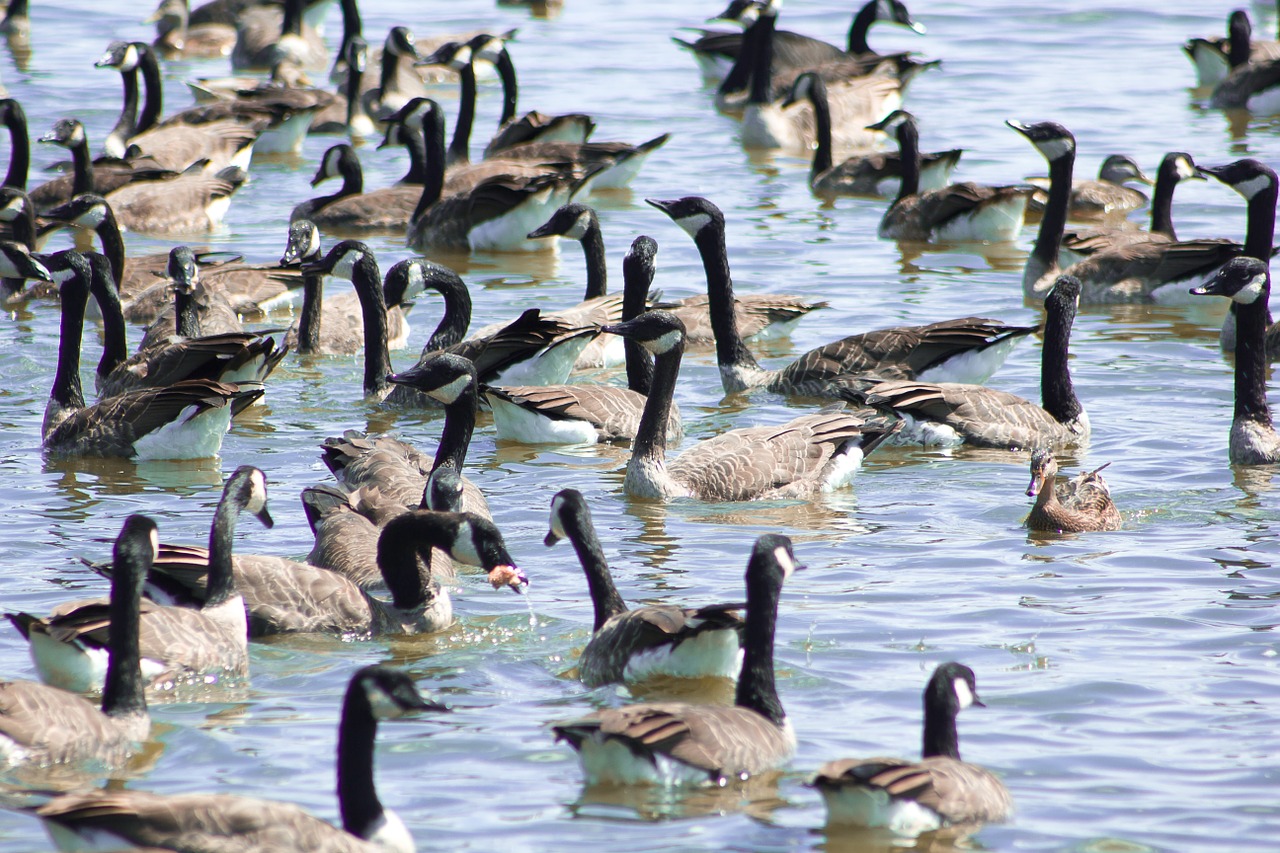 Kanados Žąsys, Paukščiai, Kaimas, Laukiniai, Laukinė Gamta, Žąsys, Flock, Paukščiai, Lauke, Gyvūnas