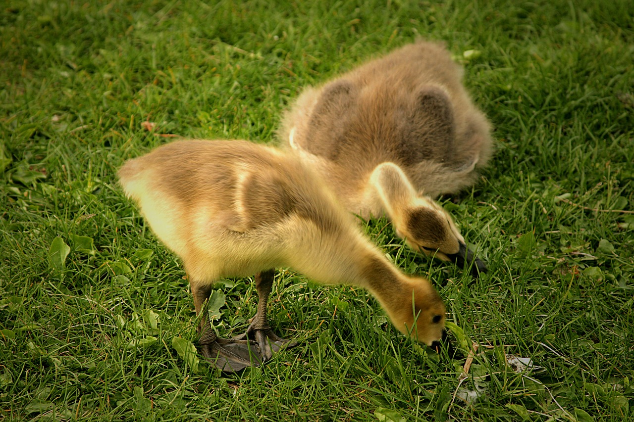 Kanadiečių Žąsų Goslings, Paukščiai, Kūdikiai, Laukinė Gamta, Jaunas, Mielas, Vandens Paukščiai, Šeima, Žolė, Geltona