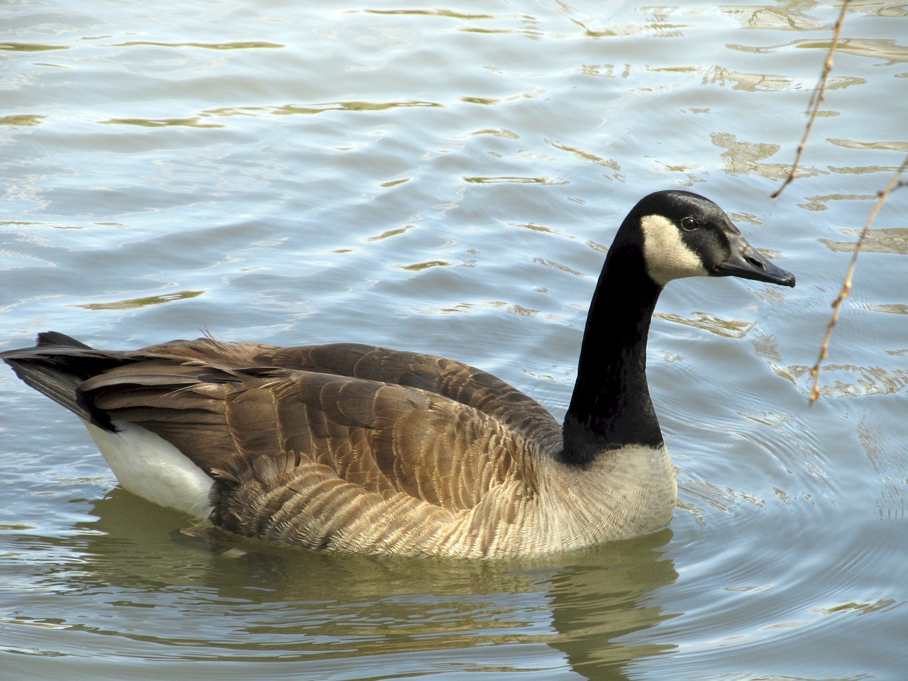 Kanados Žąsis, Maudytis, Ežeras, Tvenkinys, Vanduo, Branta Canadensis, Elegantiškas, Plunksna, Laukinė Gamta, Vandens Paukščiai