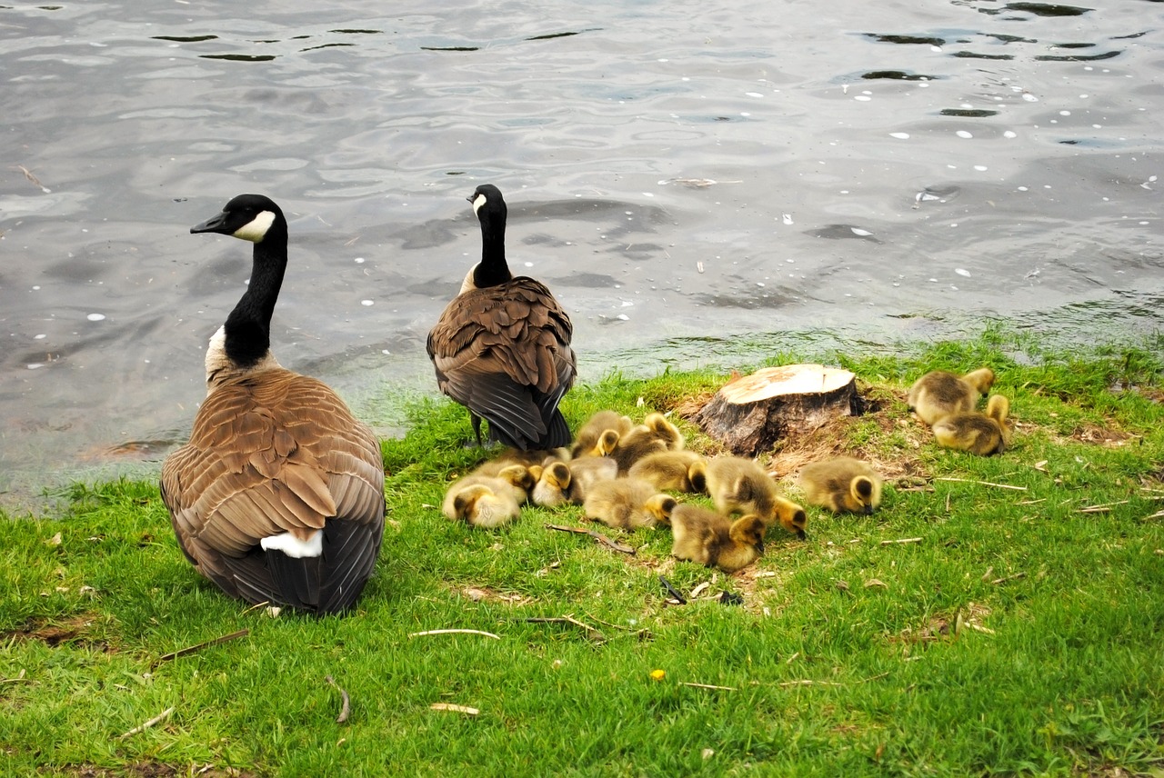 Kanados Žąsis, Žąsis, Kanados, Laukinė Gamta, Žąsys, Kanada, Kūdikių Žąsys, Kūdikių Žąsys, Ornitologija, Fauna