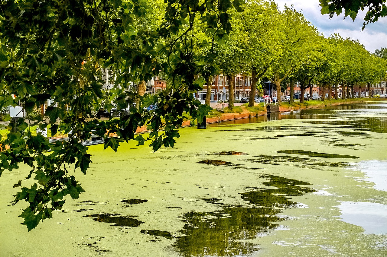 Kanalas, Upė, Putos, Alga, Gamta, Kraštovaizdis, Delftas, Nyderlandai, Holland, Europa