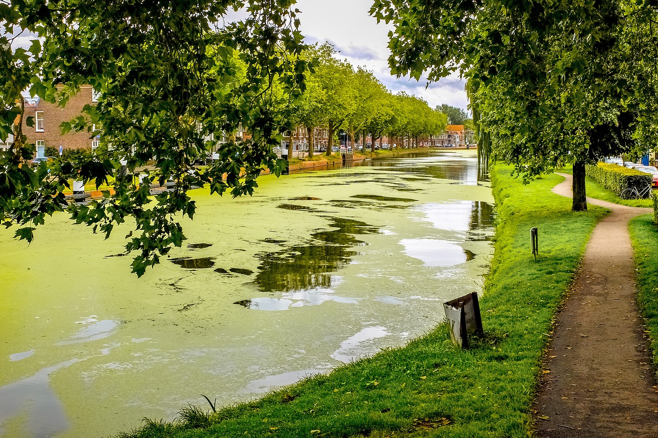 Kanalas, Upė, Putos, Alga, Gamta, Medis, Kelias, Kraštovaizdis, Delftas, Nyderlandai