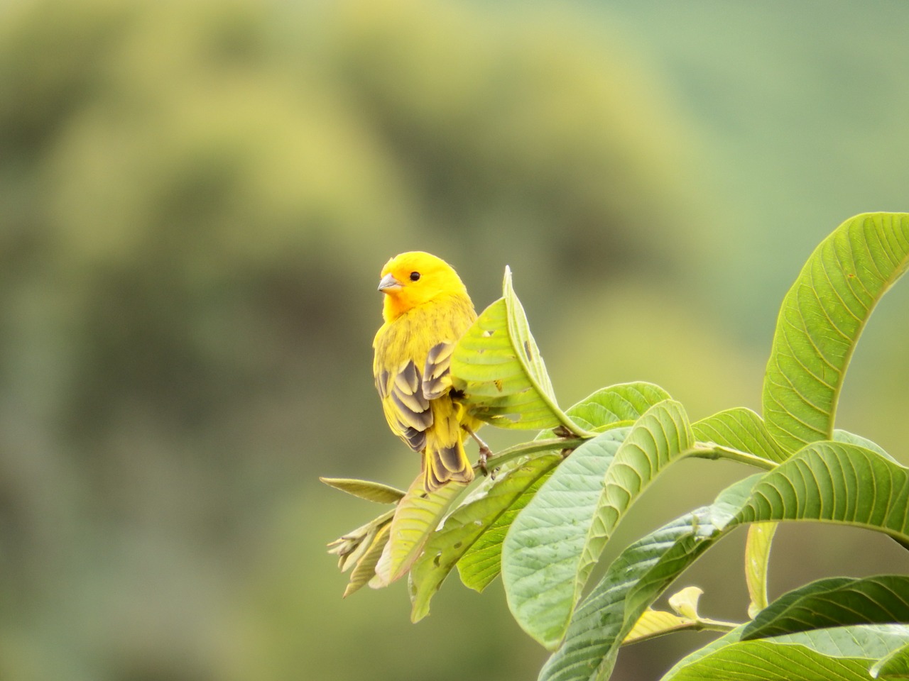 Kanarika, Paukštis, Gamta, Psidium Guajava, Paukštis, Nemokamos Nuotraukos,  Nemokama Licenzija