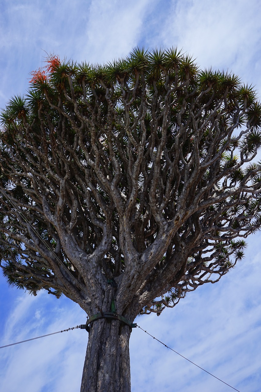 Kanarų Salos Drakonas Medis, Drakonas Medis, Dracena Draco, Karūna, Medis, Dracena, Šparagų Augalas, Asparagaceae, El Drago, Tenerifė