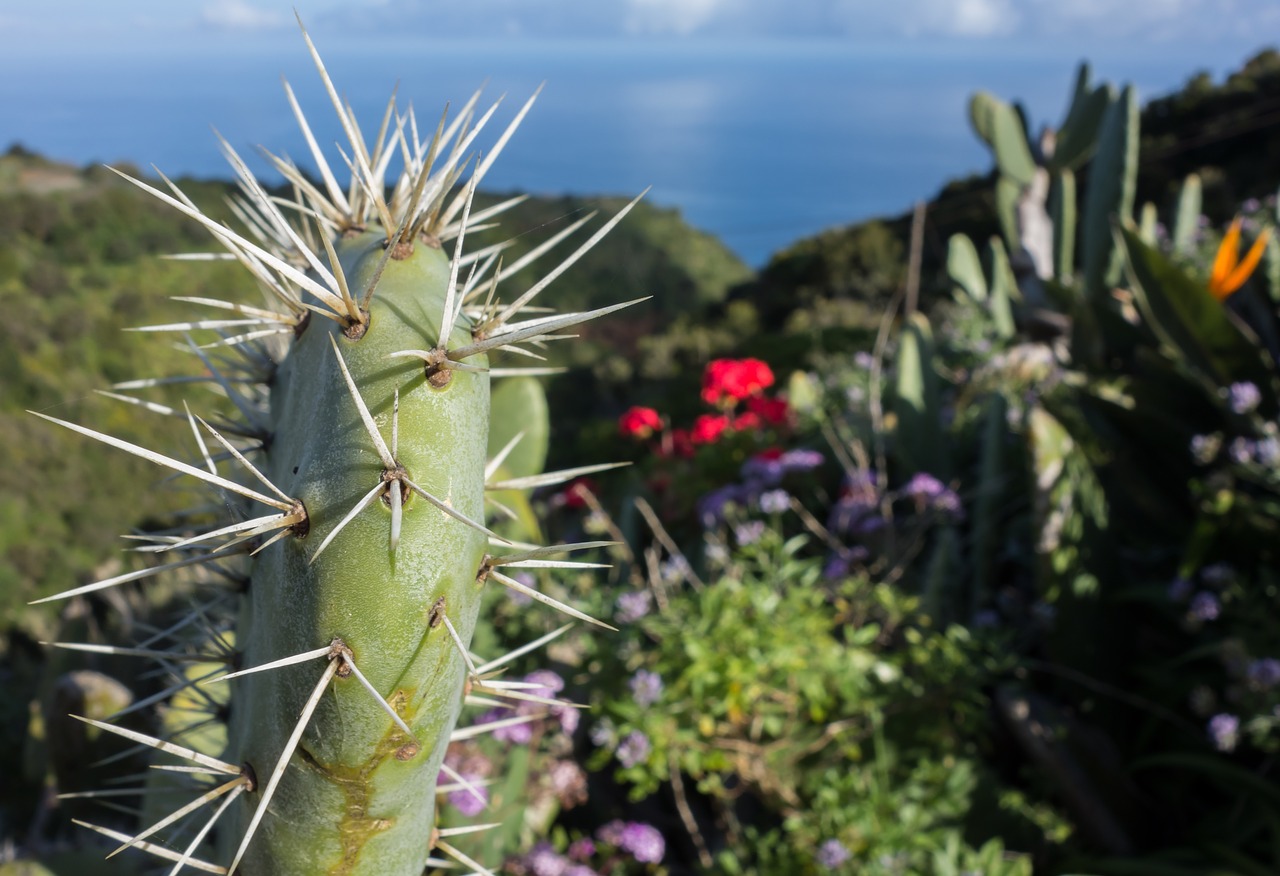 Kanarų Salos, Kaktusas, La Palma, Nemokamos Nuotraukos,  Nemokama Licenzija