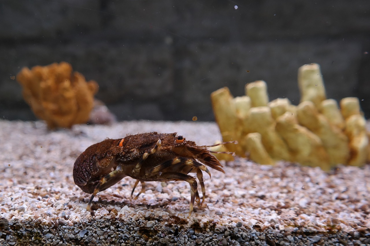 Vėžys, Jūrų Augalija Ir Gyvūnija, Vanduo, Gyvūnas, Gamta, Akvariumas, Pula, Kroatija, Nemokamos Nuotraukos,  Nemokama Licenzija