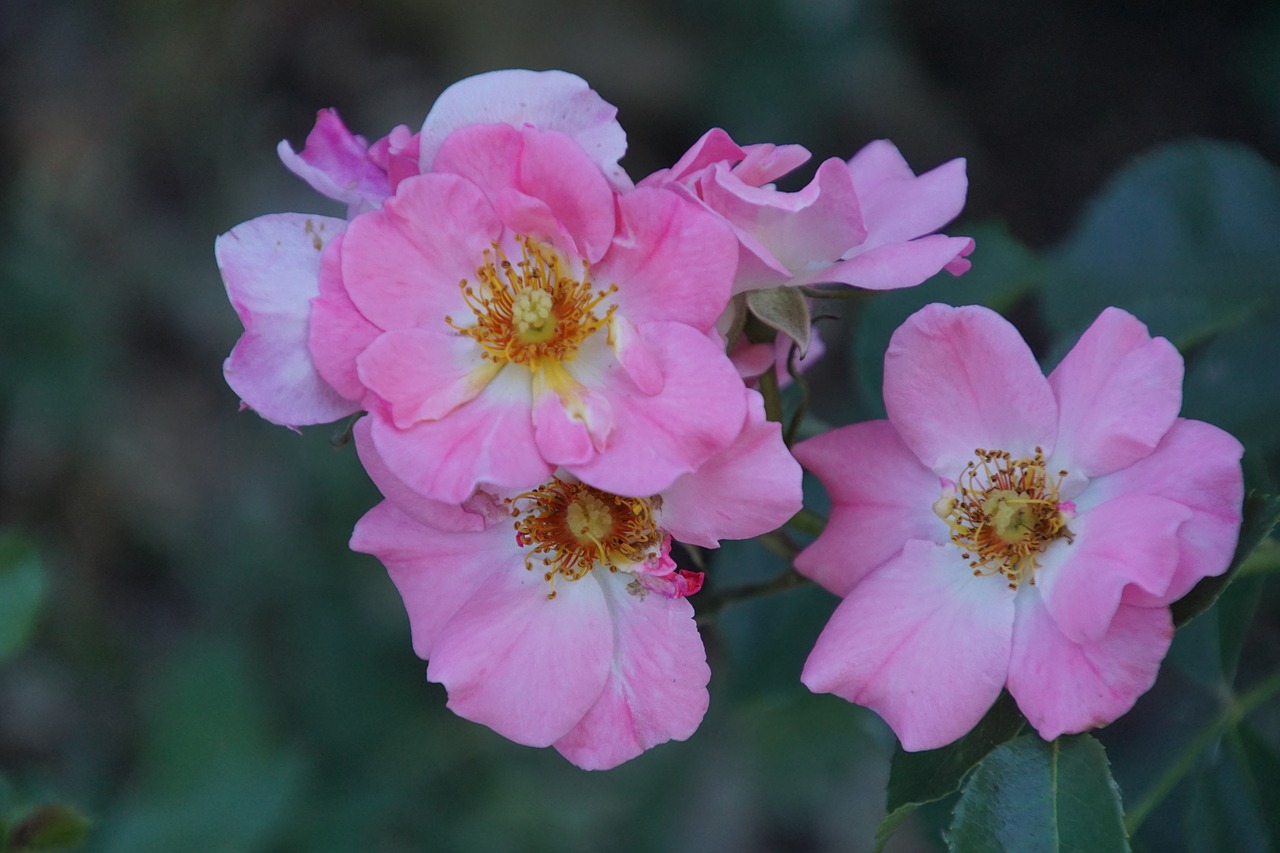 Saldainiai, Meilland, Rožė, Žiedas, Žydėti, Gėlės, Rožių Žydėjimas, Rožinis, Floribunda, Atidaryta Roze