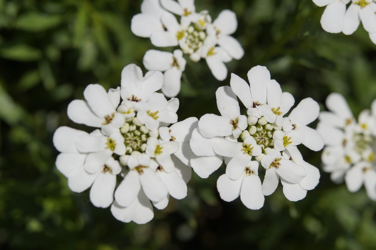 Candytuft, Iberis Sempervirens, Balta, Gėlės, Žydėti, Dekoratyvinis Augalas, Sodo Augalas, Žemės Danga, Nemokamos Nuotraukos,  Nemokama Licenzija