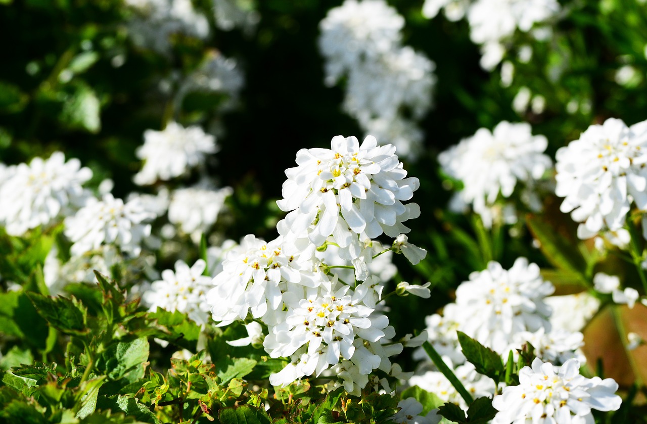 Candytuft, Daugiametis, Visžalis, Augalas, Iberis Sempervirens, Balta, Gėlė, Blizgantys Lapai, Tamsiai Žalia, Rockery