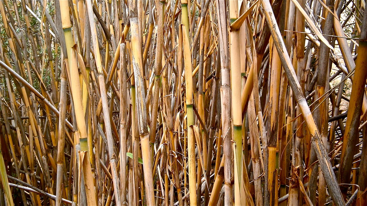 Nendrės, Arundo Donax, Cilindriniai Stiebai, Daržovių, Botanika, Gamta, Tapetai, Nemokamos Nuotraukos,  Nemokama Licenzija