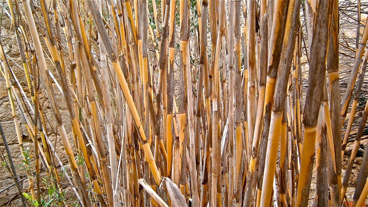 Nendrės, Arundo Donax, Cilindriniai Stiebai, Daržovių, Botanika, Gamta, Tapetai, Nemokamos Nuotraukos,  Nemokama Licenzija