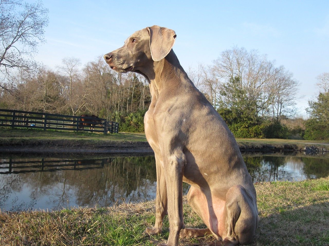 Šunų Kūdikis, Weimaraner, Žmogaus Geriausias Draugas, Nemokamos Nuotraukos,  Nemokama Licenzija