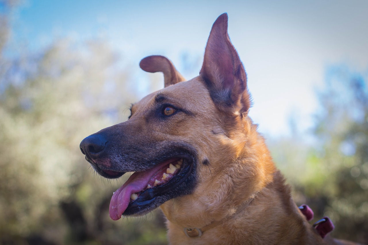 Canis Lupus Familiaris,  Animalia,  Gamta,  Lauke,  Portretas,  Gražus,  Naminis Gyvūnėlis,  Vasara,  Be Honoraro Mokesčio, Nemokamos Nuotraukos