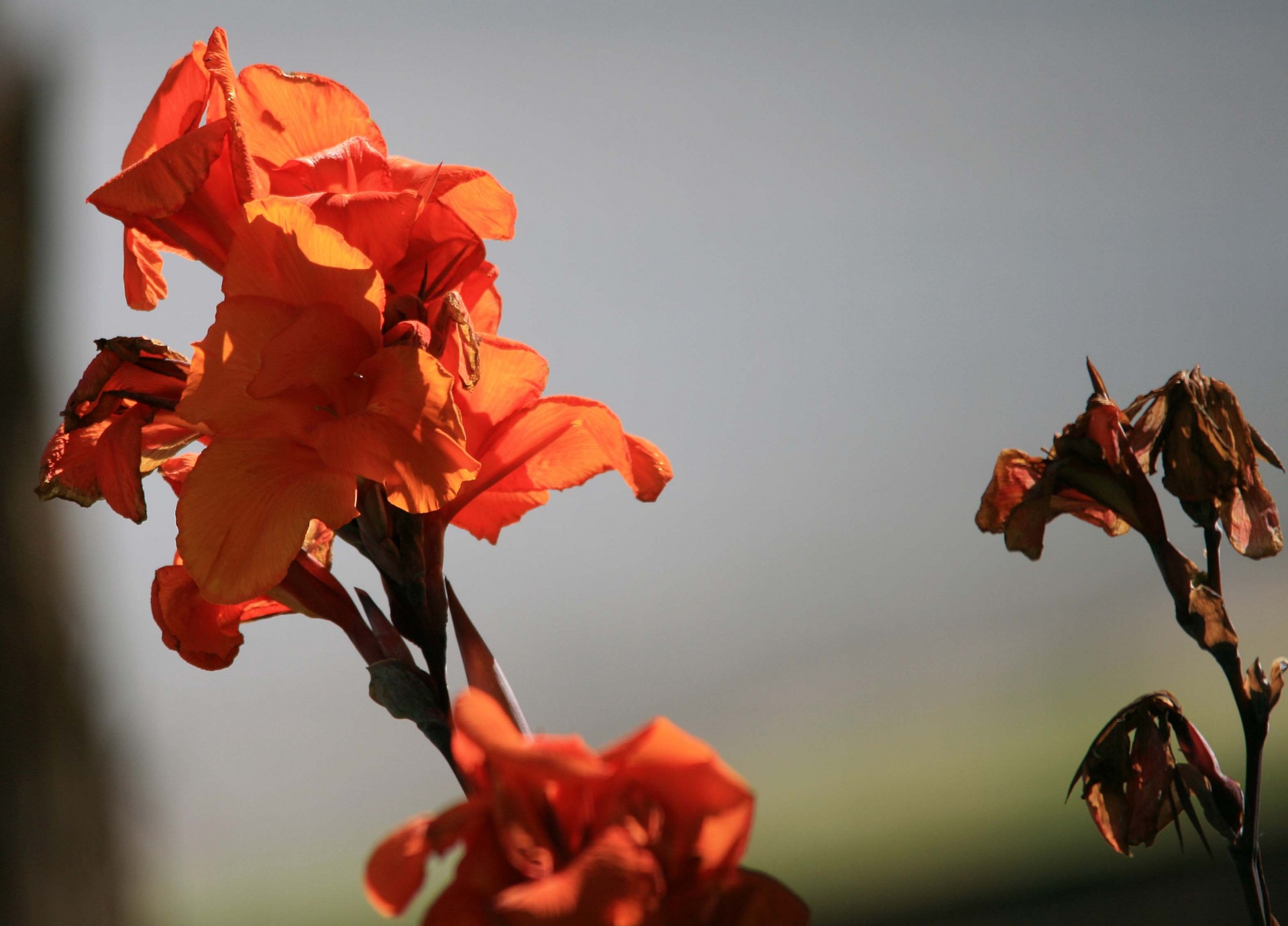 Gėlė,  Oranžinė,  Lelija,  Žydėjimas Canna Gėlė, Nemokamos Nuotraukos,  Nemokama Licenzija