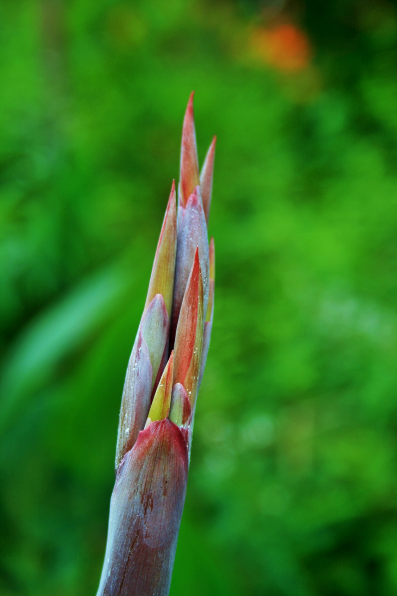 Gėlė,  Budas,  Oranžinė,  Kana,  Canna Gėlių Pumpurai, Nemokamos Nuotraukos,  Nemokama Licenzija