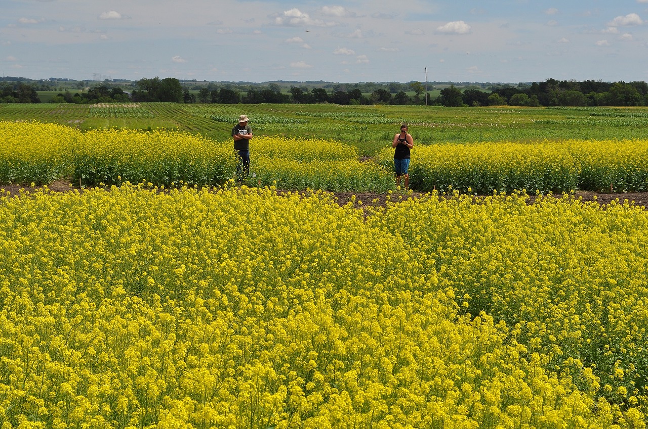 Canola, Pasėlių, Laukas, Žemdirbystė, Kaimas, Kaimas, Ūkis, Ūkininkai, Žemės Ūkio Paskirties Žemė, Geltona