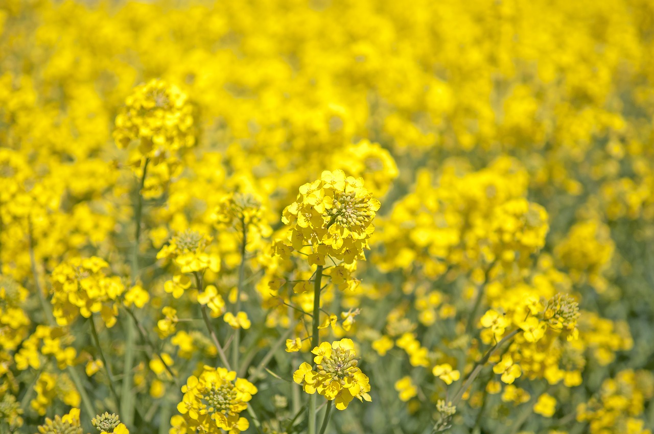 Canola, Vasara, Laukas, Peizažai, Lova, Aliejinių Augalų Sėklos, Geltonieji Laukai, Nemokamos Nuotraukos,  Nemokama Licenzija