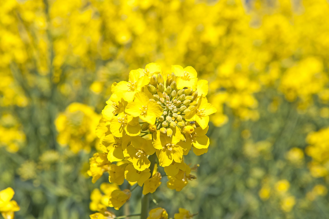 Canola, Vasara, Laukas, Peizažai, Lova, Aliejinių Augalų Sėklos, Geltonieji Laukai, Nemokamos Nuotraukos,  Nemokama Licenzija