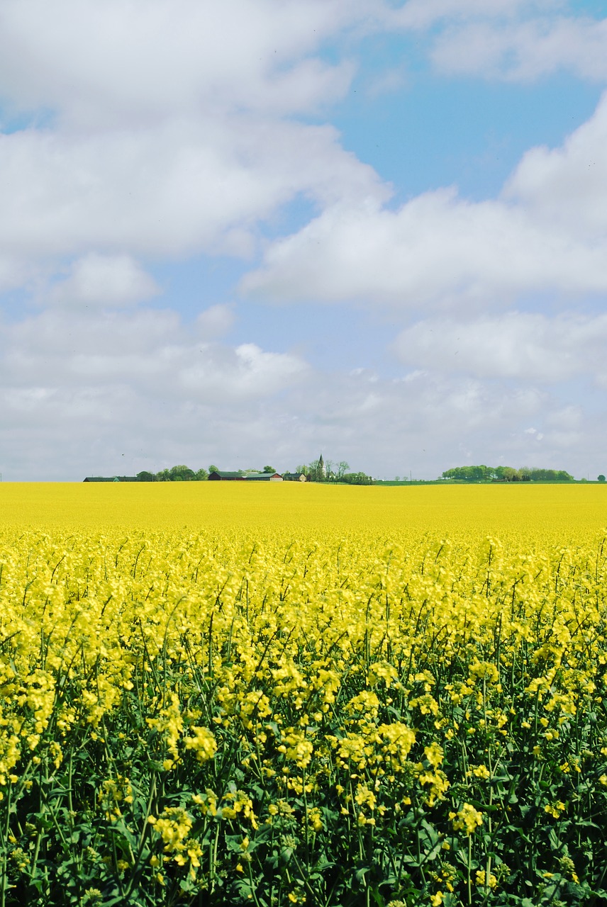 Canola, Skåne, Landskrona, Vasara, Švedija, Gėlė, Žydėjimas, Geltona, Peizažai, Rapsmark