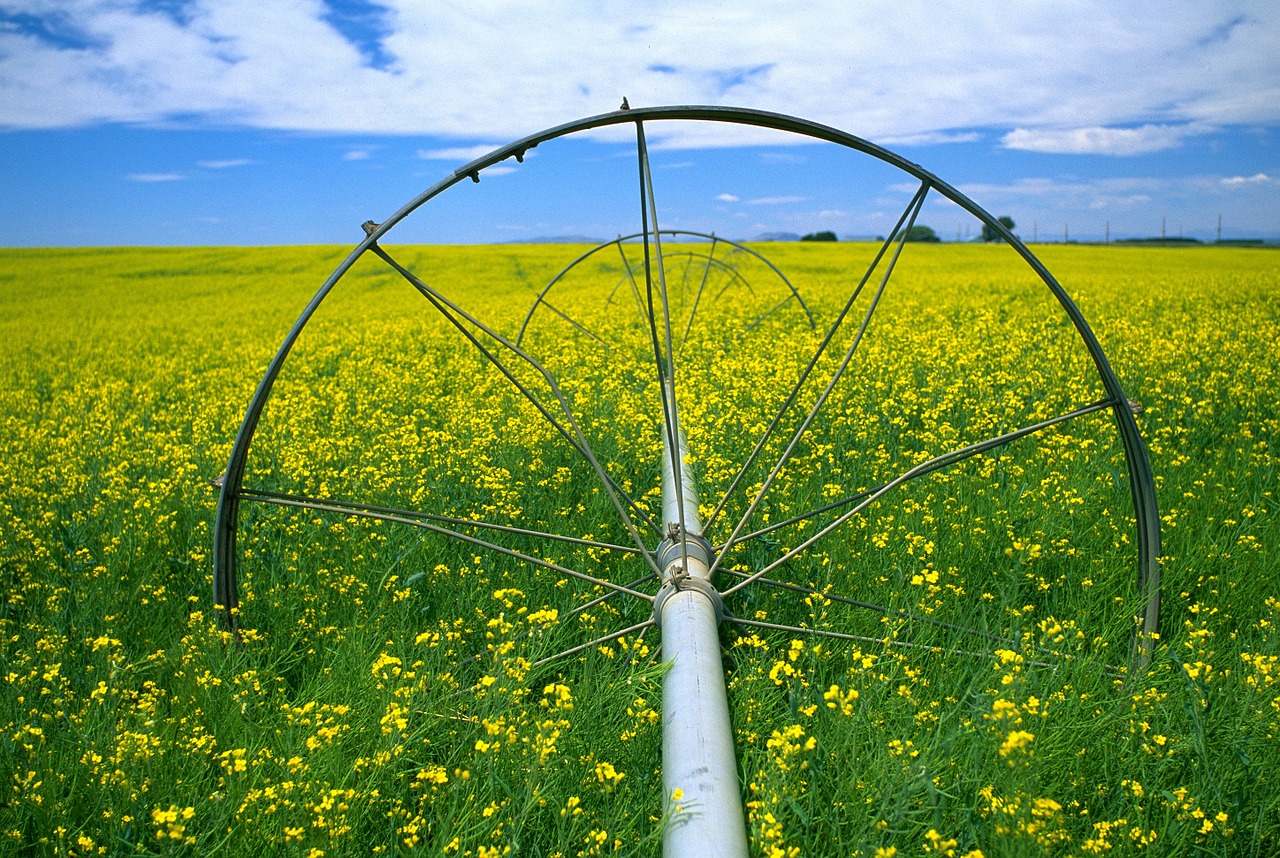 Canola, Laukas, Gėlės, Geltona, Laistymas, Dangus, Vaizdingas, Nemokamos Nuotraukos,  Nemokama Licenzija