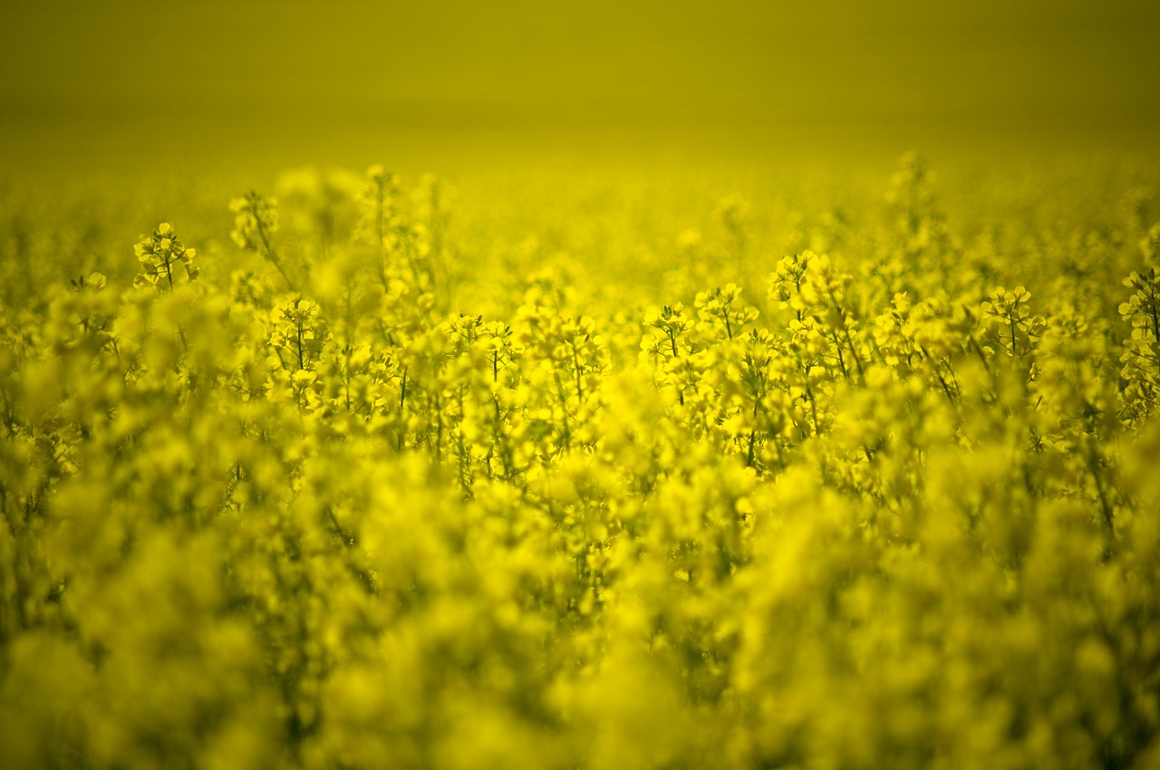 Canola,  Laukas,  Geltona,  Žemdirbystė,  Kaimas,  Kraštovaizdis,  Kaimas,  Gėlė,  Pasėlių,  Rapsai