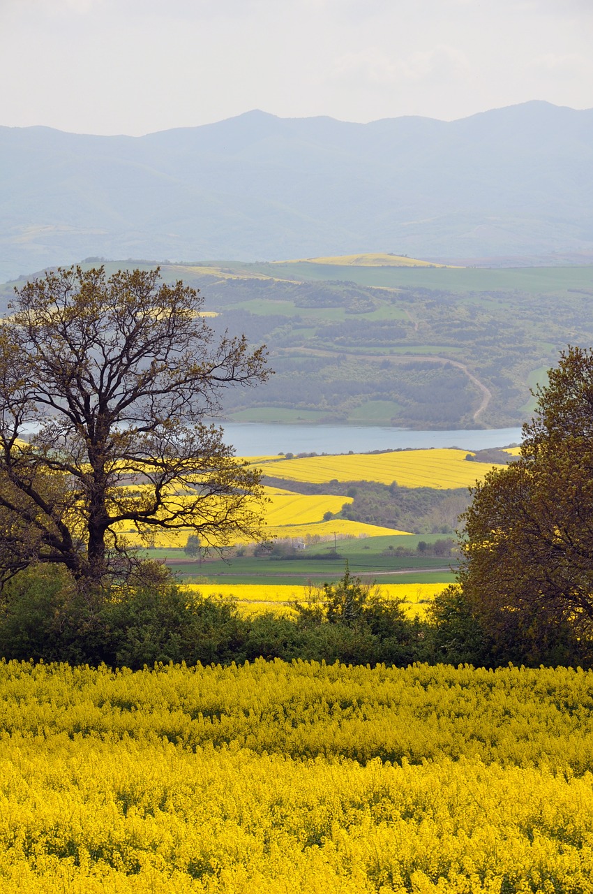 Canola,  Kolza,  Vaizdas,  Kraštovaizdis,  Kaimas,  Laukai,  Gamta,  Vasara,  Lauke,  Vaizdingas