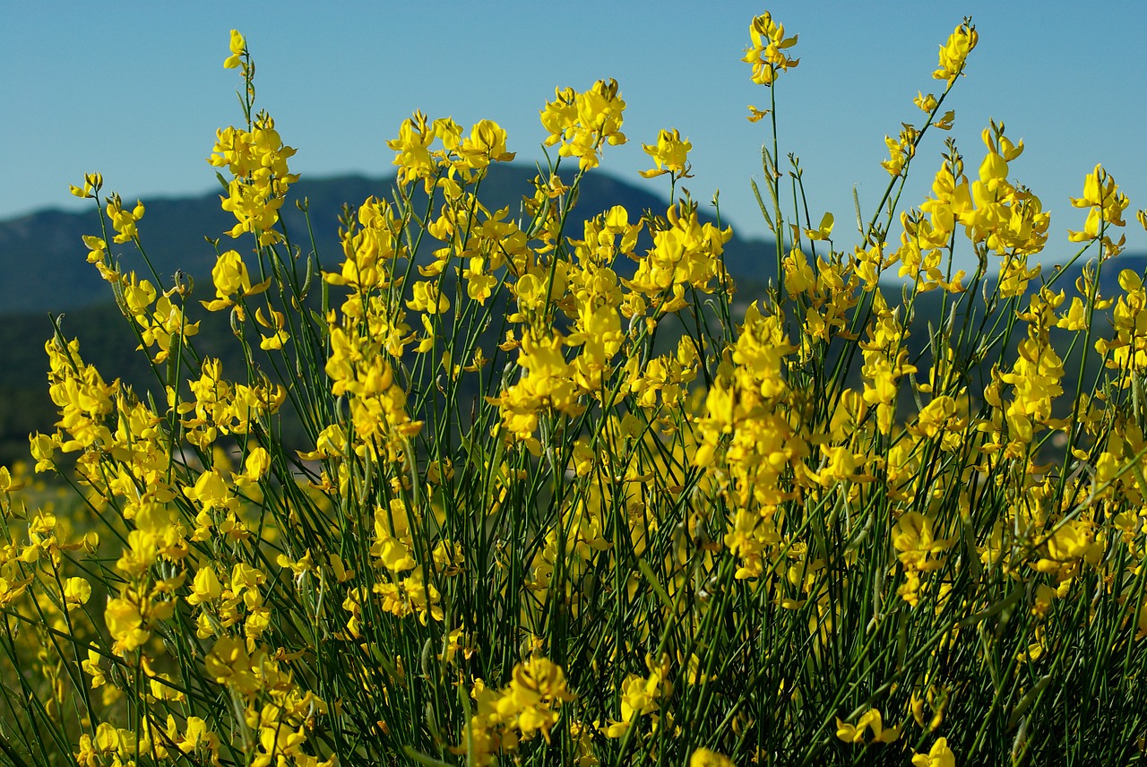 Canola, Gėlės, Gorse, Skrublendas, Geltona Laukas, Pavasaris, Nemokamos Nuotraukos,  Nemokama Licenzija