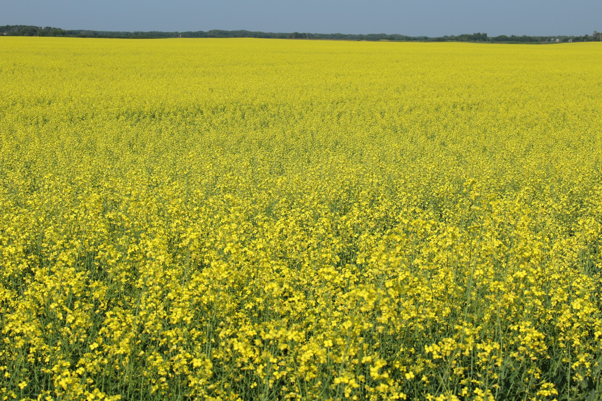 Canola,  Augalas,  Pasėlių,  Rapsų Augalų Derlius, Nemokamos Nuotraukos,  Nemokama Licenzija