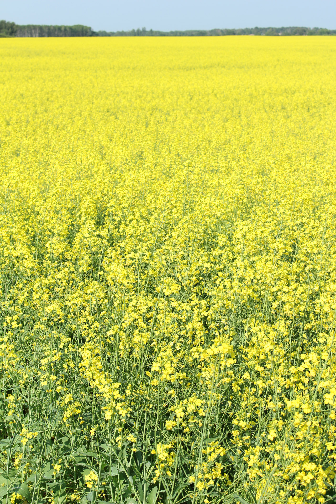 Canola,  Augalas,  Pasėlių,  Rapsų Augalų Derlius, Nemokamos Nuotraukos,  Nemokama Licenzija