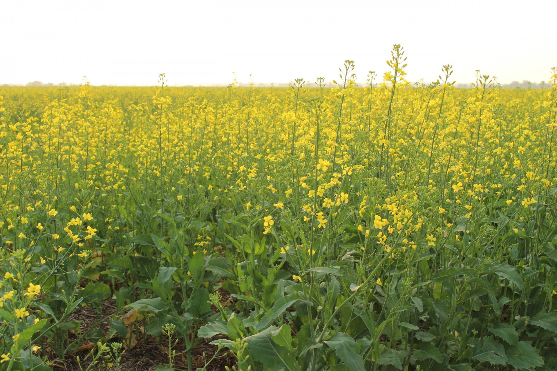 Canola,  Augalas,  Pasėlių,  Rapsų Augalų Derlius, Nemokamos Nuotraukos,  Nemokama Licenzija