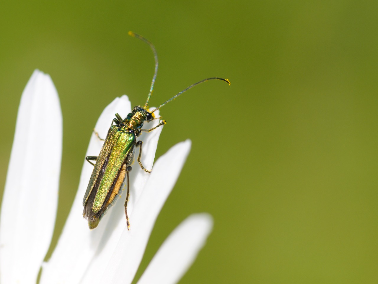 Cantharis, Vabzdys, Makro, Nemokamos Nuotraukos,  Nemokama Licenzija