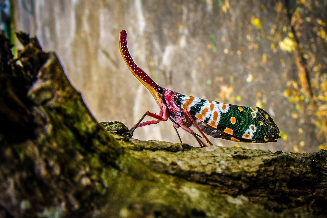 Canthigaster Cicada, Fulgoromorpha, Vabzdys, Proboscis, Ilgai, Raudona, Spalvinga, Žibinto Vežėjas Kaip, Sąskaitų Perversmas, Hemiptera