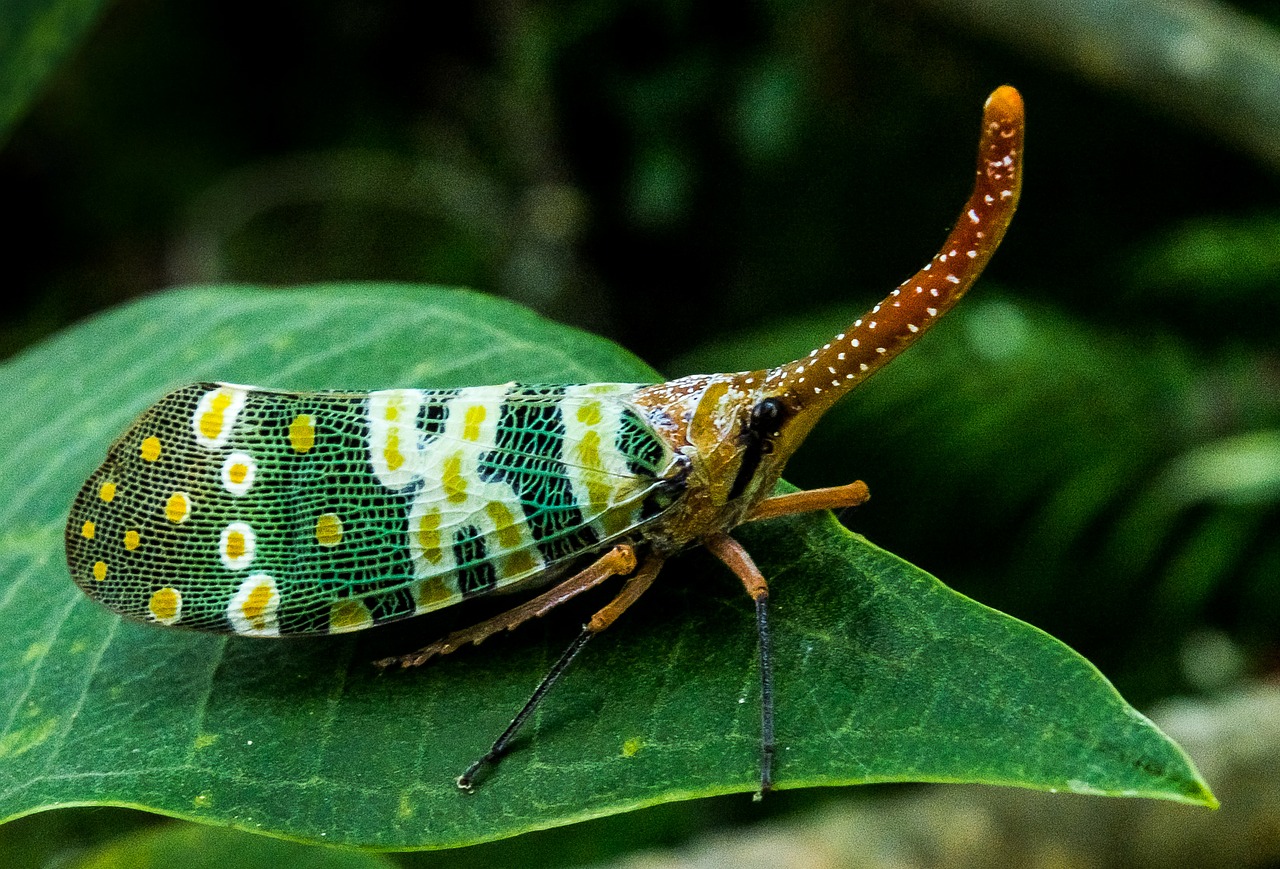Canthigaster Cicada, Fulgoromorpha, Vabzdys, Proboscis, Ilgai, Raudona, Spalvinga, Žibinto Vežėjas Kaip, Sąskaitų Perversmas, Hemiptera