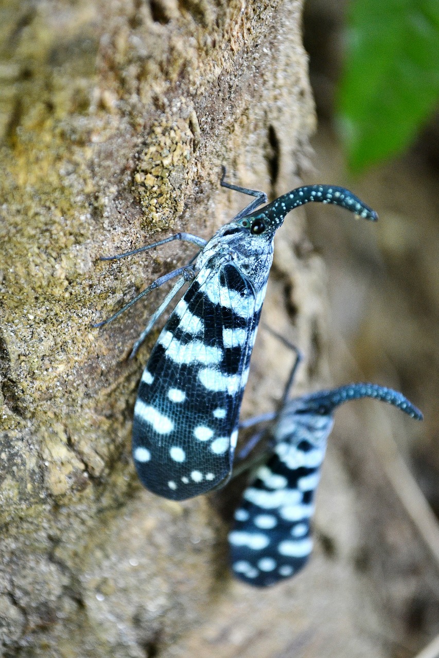 Canthigaster Cicada, Intarpas, Spalvinga, Vabzdys, Kenkėjas, Drugelis, Keista, Šri Lanka, Mawanella, Ceilonas