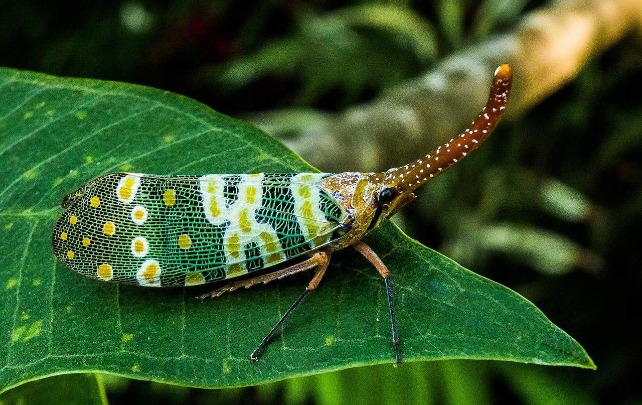 Canthigaster Cicada, Fulgoromorpha, Vabzdys, Proboscis, Ilgai, Raudona, Spalvinga, Žibinto Vežėjas Kaip, Sąskaitų Perversmas, Hemiptera