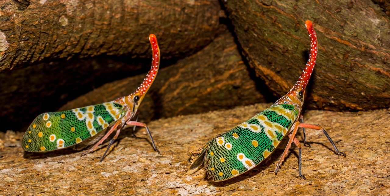 Canthigaster Cicada, Fulgoromorpha, Vabzdys, Proboscis, Ilgai, Raudona, Spalvinga, Žibinto Vežėjas Kaip, Sąskaitų Perversmas, Hemiptera