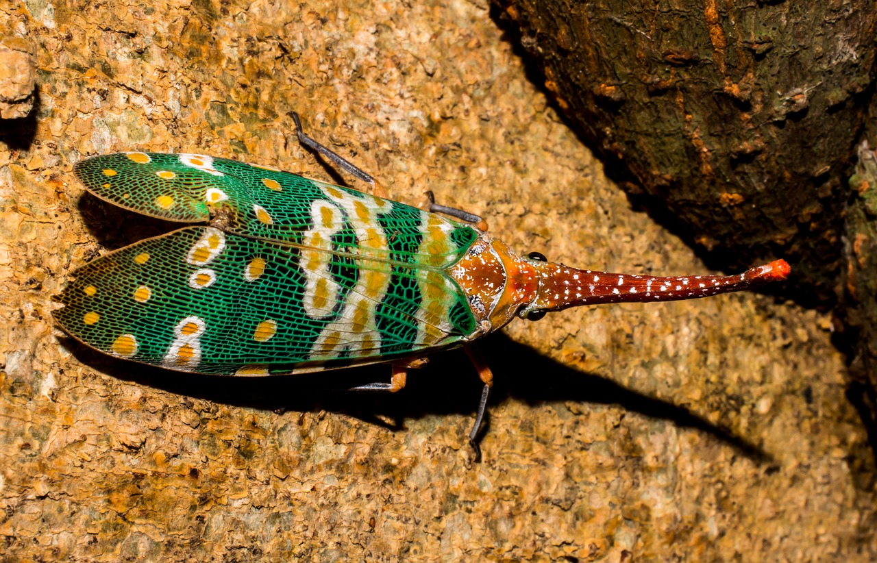 Canthigaster Cicada, Fulgoromorpha, Vabzdys, Proboscis, Ilgai, Raudona, Spalvinga, Žibinto Vežėjas Kaip, Sąskaitų Perversmas, Hemiptera