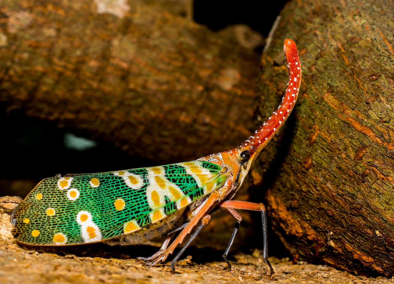 Canthigaster Cicada, Fulgoromorpha, Vabzdys, Proboscis, Ilgai, Raudona, Spalvinga, Žibinto Vežėjas Kaip, Sąskaitų Perversmas, Hemiptera