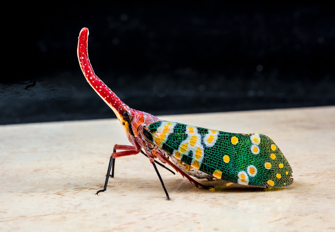Canthigaster Cicada, Fulgoromorpha, Vabzdys, Proboscis, Ilgai, Raudona, Spalvinga, Žibinto Vežėjas Kaip, Sąskaitų Perversmas, Hemiptera