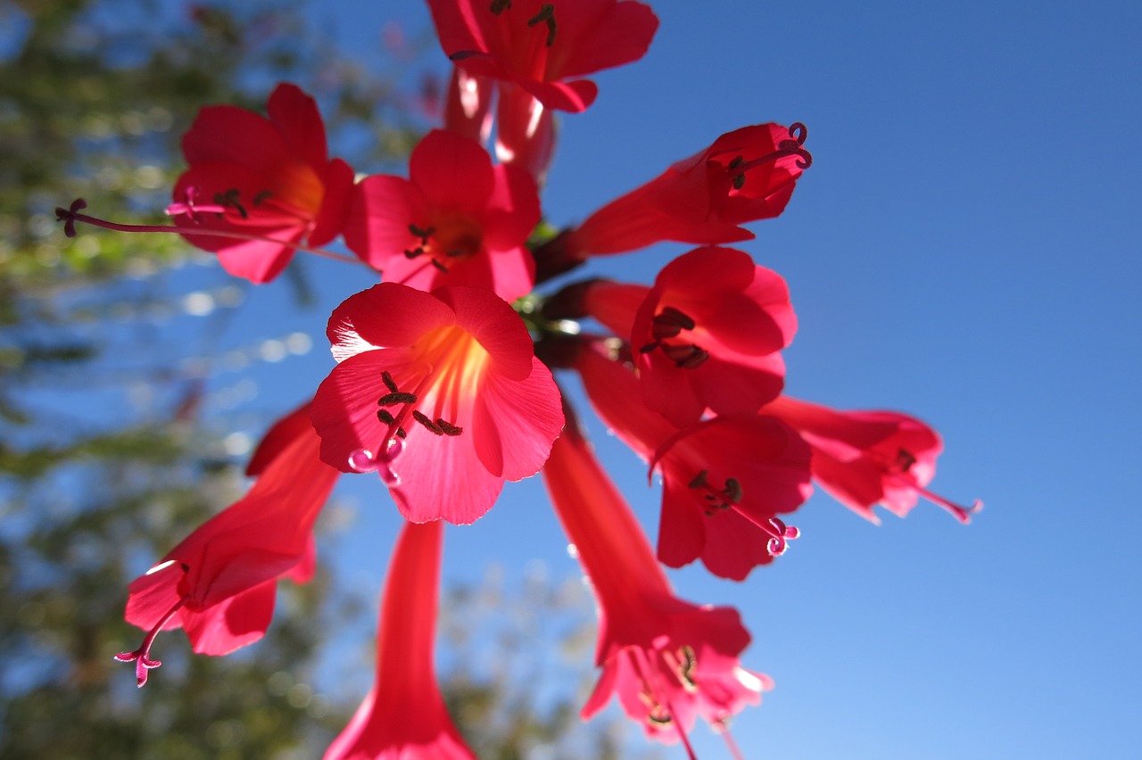 Cantua Buxifolia, Nacionalinė Gėlė Peru, Kolibrio Gėlė, Graikų Valerijonų Augalas, Nemokamos Nuotraukos,  Nemokama Licenzija